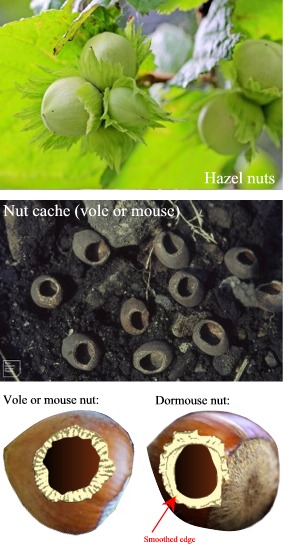 Hazel nuts and mouse cache